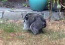 The Ballard Backyard Circuit: Unraveling the Legend of Jimothy the Raccoon The Ballard Backyard Circuit: Unraveling the Legend of Jimothy the Raccoon