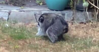 Jimothy the Raccoon