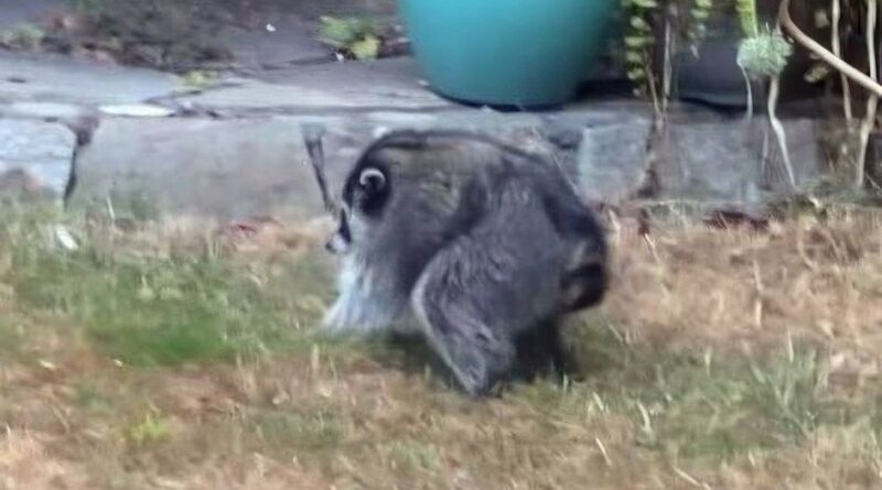 Jimothy the Raccoon